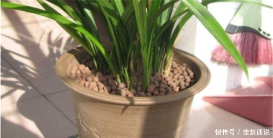 兰花总是烂根叶黄土里加1样东西，让兰花根壮叶绿