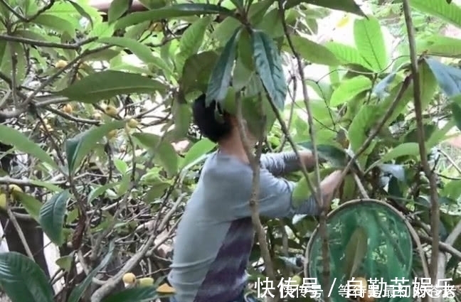 采摘|小伙冒险爬上高高的大树,只为了摘一种金黄色的果子,大伙都吃过