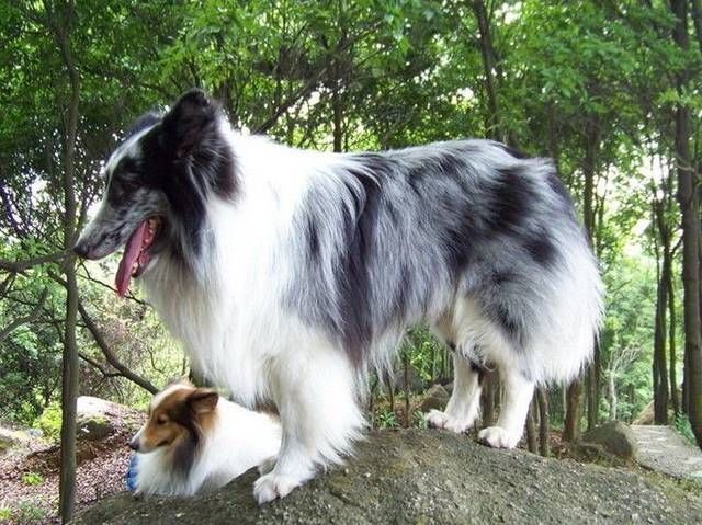 老祖宗|俗语鸡不过六,犬不过八,啥意思老祖宗说的有道理吗回答