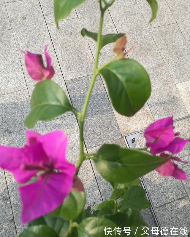 三角梅只长叶子不开花?秋天四不做,花朵多到看不见叶子