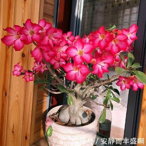 沙漠玫瑰|超好养活的花，美丽不输牡丹，花期300天，抗高温抗干旱！