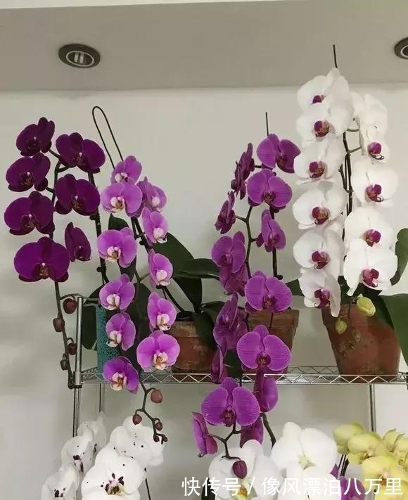 花姿|6种兰花爱开花，一开就变成“花瀑布”，太美了！