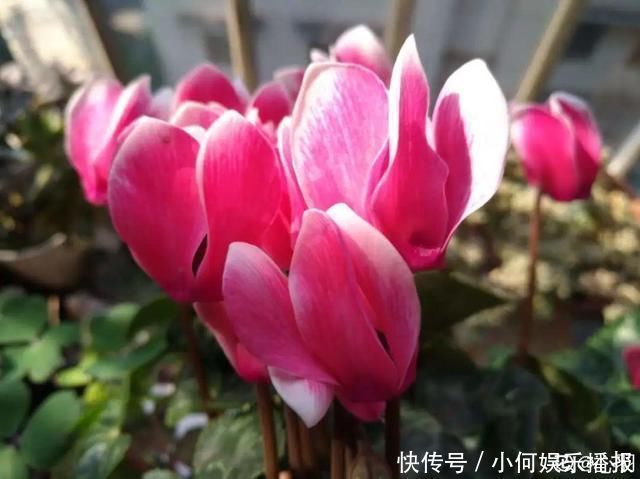 公认难养的20种花,养一盆死一盆,下次还敢买