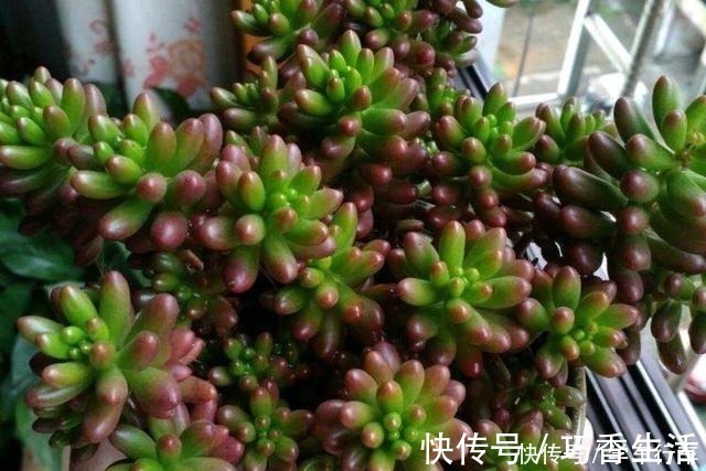 小花|6种花，得“虐”养，少浇水，用破盆，越不管长得越好！