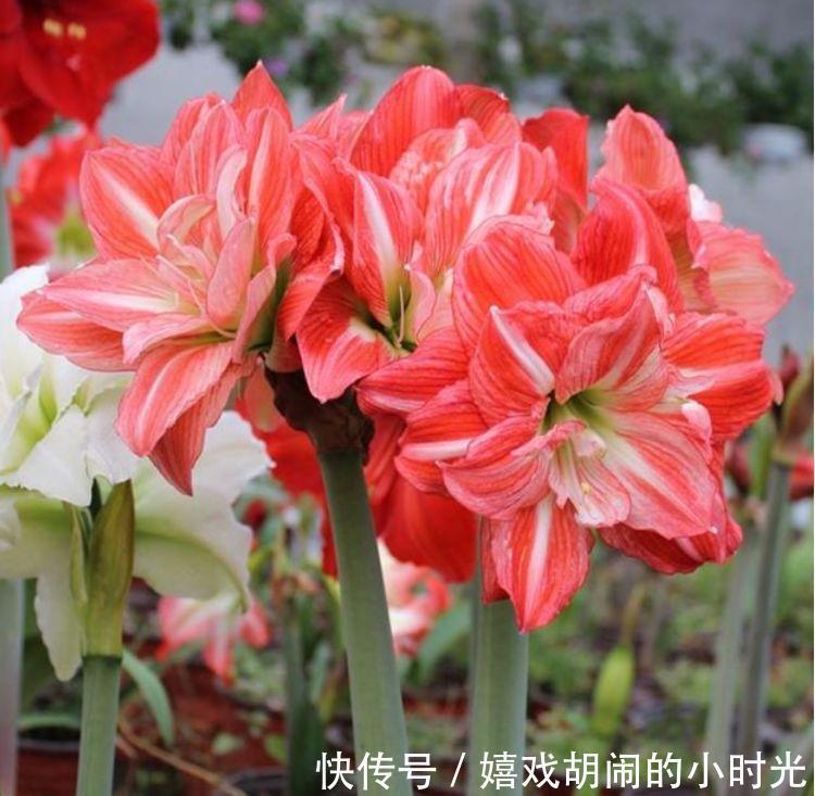 家里养上4种花,直接变成小花园,开花又大又艳,比牡丹美