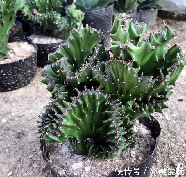 郁郁葱葱|三种“麒麟类”观赏盆栽,想养出郁郁葱葱的状态,你需要这样做