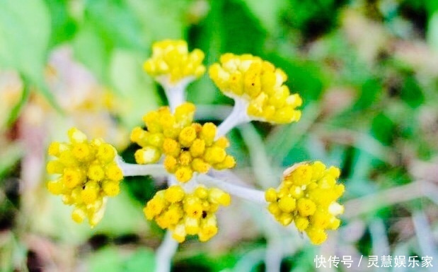 女性|女性不想得卵巢癌,每天食此菜,清理细菌,能让子宫越来越干净