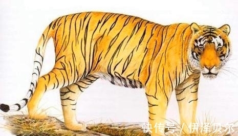 生肖|未来19天,三大生肖好运持久,接福接喜,一切顺利,事业春风得意