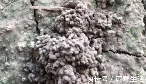 砰砰长|养花不会施肥?用4样东西垫盆底,10年不施肥,花卉照样砰砰长
