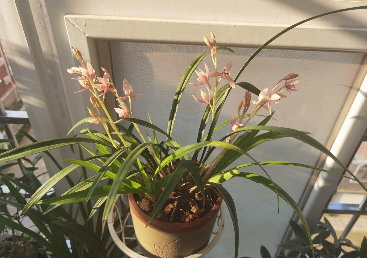 陷阱|兰花的四个“大误区”，看似有道理，实则很陷阱，别被人忽悠了