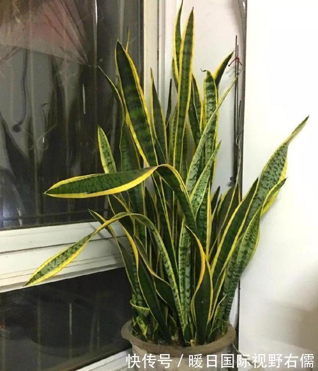 盆栽|5种“耐阴花”,养在北阳台上不见光,开花也很爆