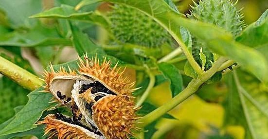 农村常见的这种野草,原来就是曼陀罗,看过知道竟还有这4大功效