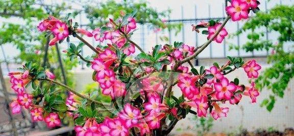 浇水|沙漠玫瑰不开花简单“4步”操作,30天开成“玫瑰树”