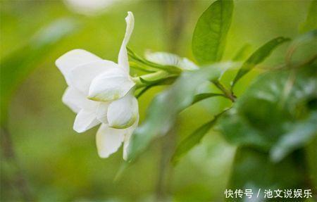 修剪|栀子花扦插很简单,修剪完的枝条不要扔,注意几点生根速度快