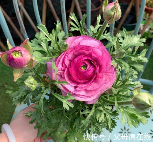 它叫洋牡丹、花毛茛,能与牡丹花相媲美,小白也能种好