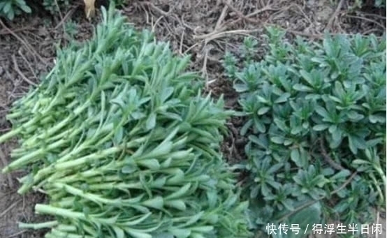 农村|农村的这种野菜，含钙量堪比钙片，假如遇到千万不要错过！