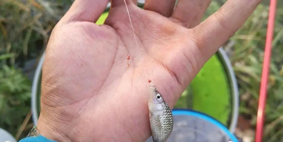 深秋夜钓鱼口轻？三个关键的调整，老钓友都说好