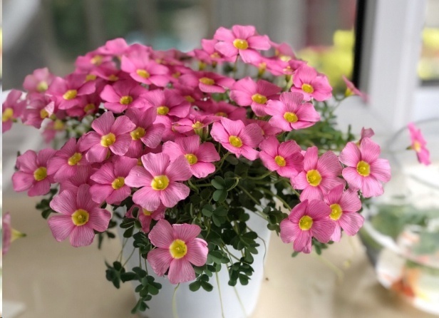 风信子|这18种超级好养的植物，养花新手也能养的很好!