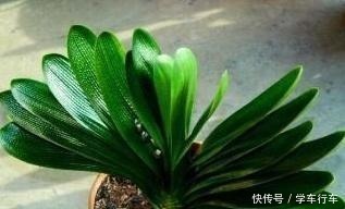 别给君子兰用啤酒了,用它才最“靠谱”的,叶片宽大油绿又整齐!