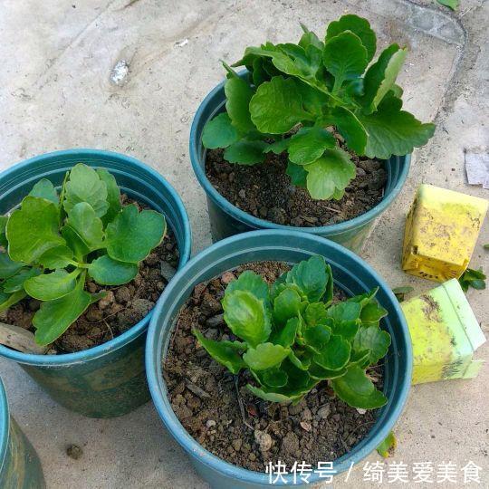 这5种花叶子落地便生根,趁现在抓紧繁殖,一个月长成小盆栽