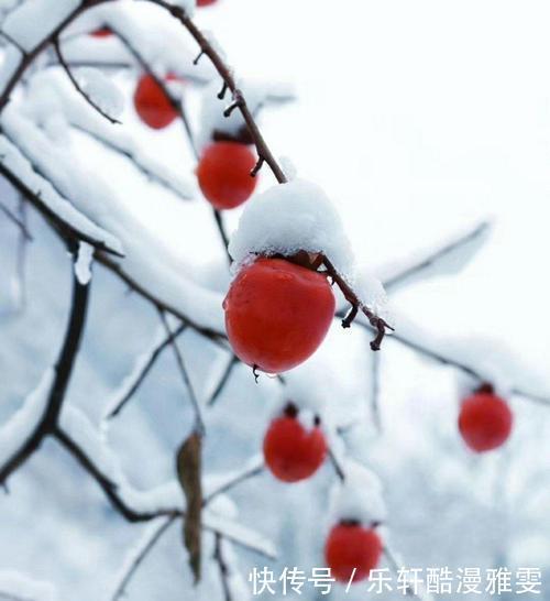  诗词|诗词七律《大雪》