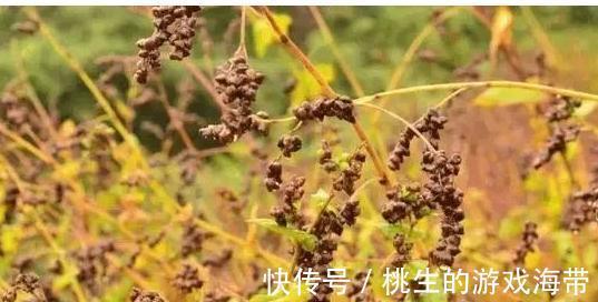 南瓜|胃有“7怕”！医生提醒：多吃“3黄”，做好“3事”，胃越来越好