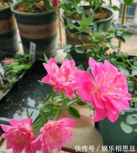 5种花开完后，剪下的枝条不要扔，活性高适合扦插，一插一大盆