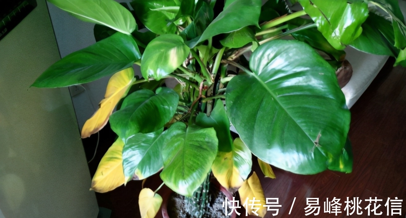 【值得收藏】集合常见的养花问题,帮分析病因、解决方法