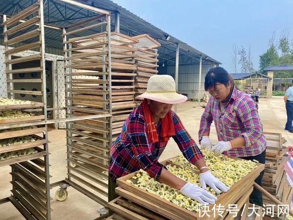 农业生产|平桥区彭家湾乡：“花海经济”助推绿色崛起