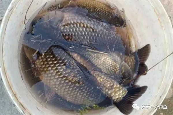 鲫鱼|钓鱼不钓草,完全瞎胡跑找个草窝就开钓,那离“扑空”不远了