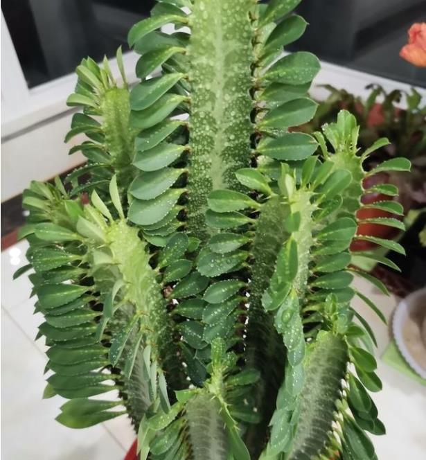 人懒还想养花怎么办？这六种花要学会控水，越懒养长得越好