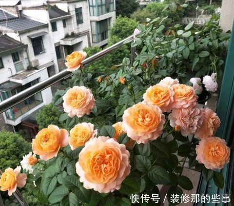 花苞|月季花上的花苞少的可怜,做好施肥三部曲,满树花苞回报你