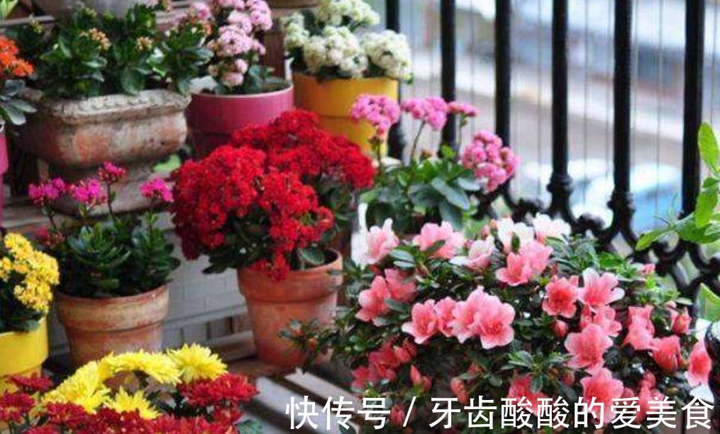 杜鹃花总是养不长久,满足它这三个喜好,叶绿根壮,花开不断