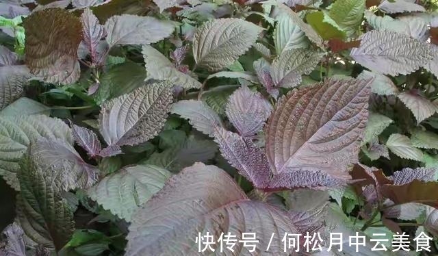 江南人|60种常见野菜,高清大图,收集全了真不容易!