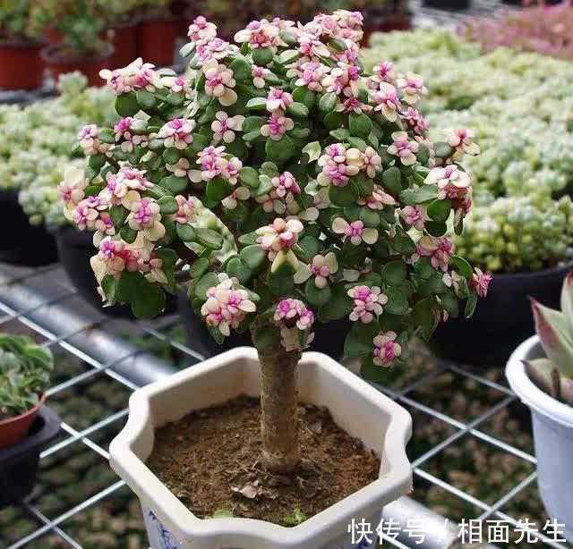 修剪|春天养金枝玉叶,做好这几件事,叶子绿油油的,越养越值钱