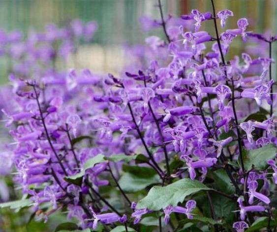 发酵鸡粪、羊粪、蚯蚓粪,到底该选哪一种?看完终于不再迷惑了