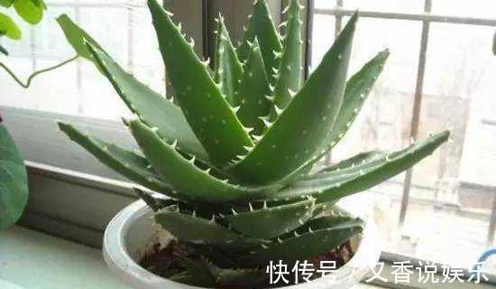 甲醛|懂生活的人家里都养这四种植物!