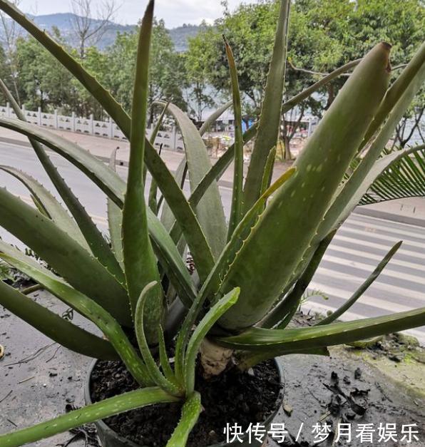 栽培|芦荟烂根怎么办“几招”快拯救,起死回生,很快小芽又挤满盆