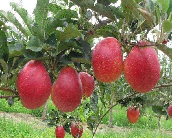 阳台别养月季了,养1种“苹果树”,果肉“红色”,好吃又好看!