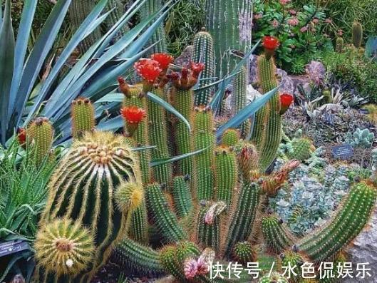 叶片|想要养好多肉植物,就从4方面下功夫,个个叶片厚实又肥美