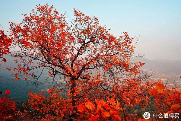 地图|被红叶点燃的仲秋华夏大地——中国赏红叶不完全地图