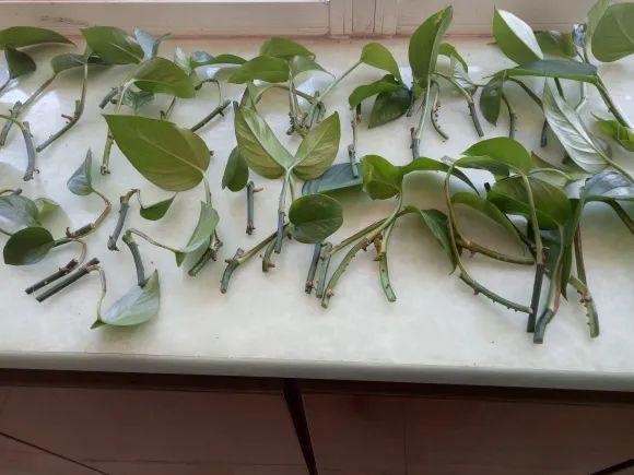 气根|茉莉花扦插有机关,砍这一段枝条,插土里3天就活!