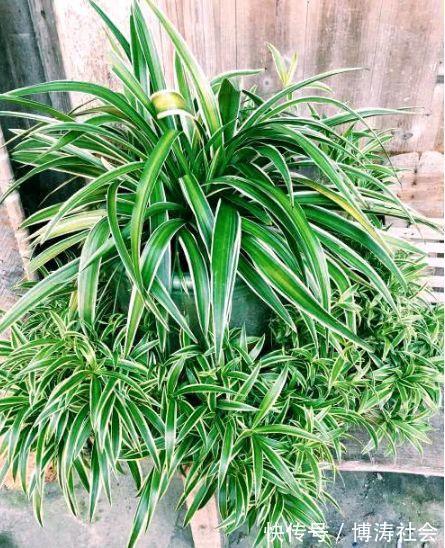 三氯乙烯|客厅最适合养上4种花，叶子油绿、吸甲醛，植株漂亮上档次