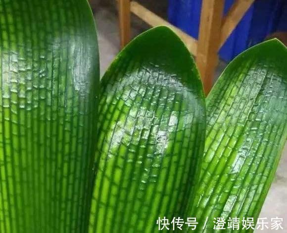 君子兰的“叶片”，别随便剪，否则一年都不会有花开，长不旺