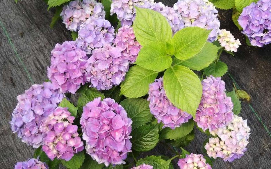 营养物质|夏季养殖绣球花,怕花大压弯枝头?学会这几招,植株不倒伏