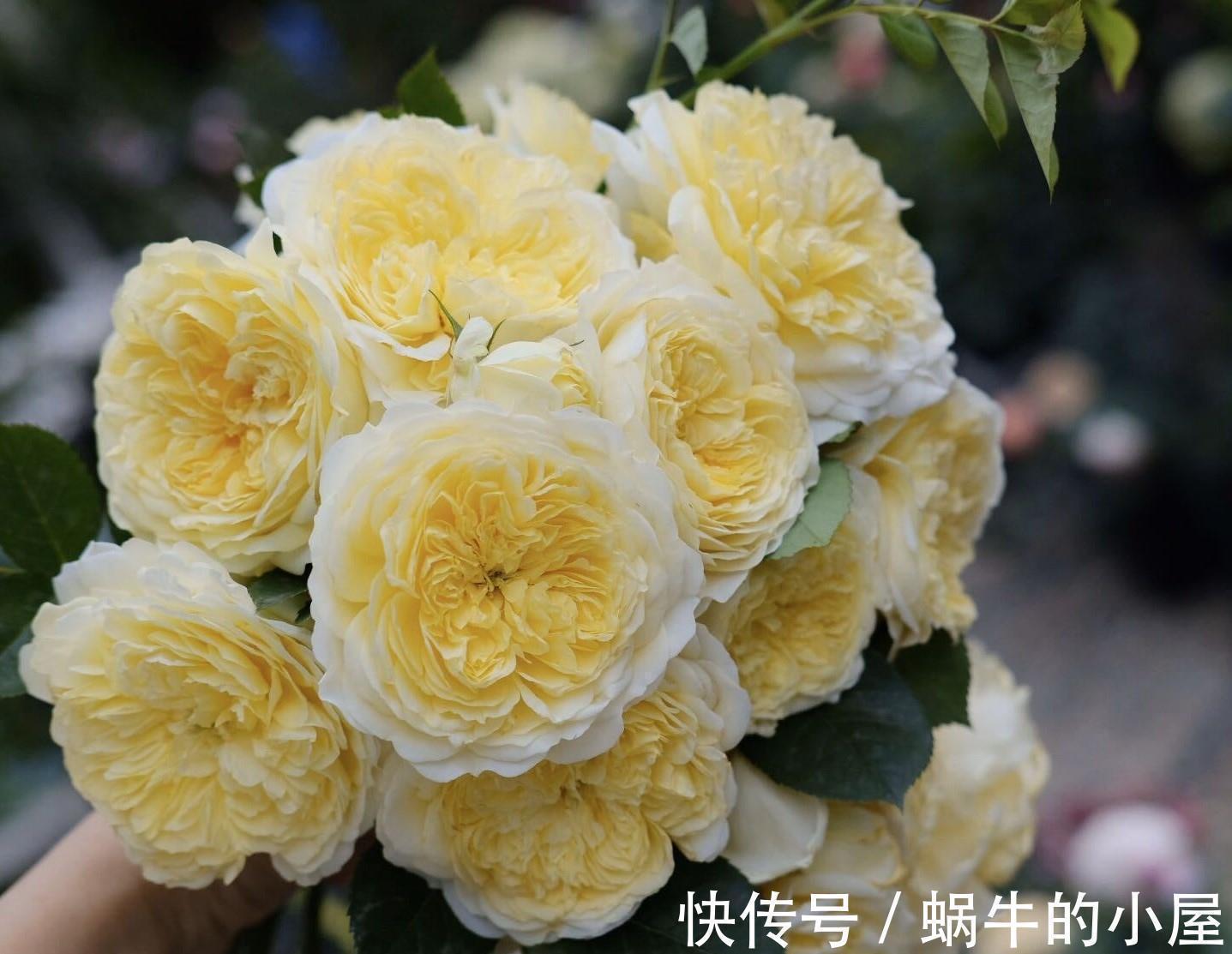 藤本月季|又美又香的花,花量大,多季开花,可做花墙,阳台也能种