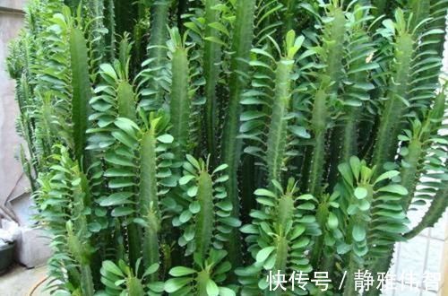 3种其貌不扬的植物,养一盆家里变成“天然氧吧”,是盆栽佳品!