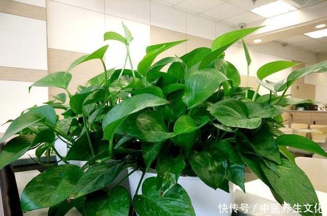 这几种花是酒鬼,浇水兑点啤酒水,叶子绿油油!