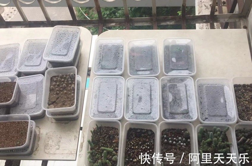 开花的仙人球,刷一下、结籽千千万,撒土里冒一盆苗!