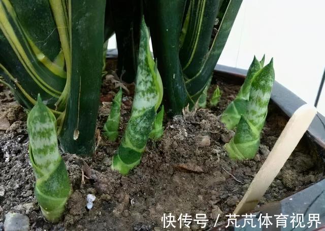 花友|养君子兰虎尾兰,扒点土反而疯长,1个月蹿出10个芽